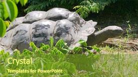  Presentation with tortoise - Beautiful slide set featuring aged giant seychelles tortoise on fregate island they live to be up to 200 backdrop and a tawny brown colored foreground
