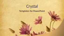  Presentation with aged paper - PPT layouts with aged paper texture with wildflowers immortelle background and a blonde colored foreground