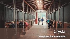  Presentation with horse - Audience pleasing slide deck consisting of aged woman with her horse backdrop and a violet colored foreground