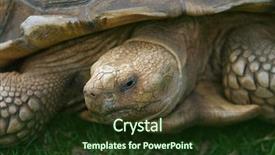  Presentation with tortoise - PPT theme having ageing population - close up of a galapagos background and a  colored foreground