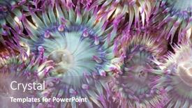  Presentation with open channel - Presentation theme having aggregate-of-green-and-purple background and a gray colored foreground