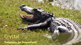  Presentation with florida us1 - Presentation design featuring aggressive alligator in everglades park background and a tawny brown colored foreground