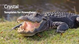  Presentation with florida - Beautiful slide set featuring crocodiles - aggressive alligator in everglades park backdrop and a dark gray colored foreground