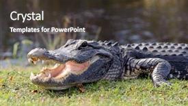  Presentation with florida - Audience pleasing slide set consisting of square - winter landscape with snow-covered rocks backdrop and a gray colored foreground