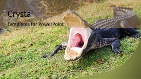  Presentation with florida us1 - Audience pleasing PPT theme consisting of aggressive alligator in everglades park backdrop and a coral colored foreground