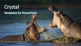  Presentation with behavior - Amazing presentation design having aggressive behavior - two fighting hippos hippopotamus amphibius backdrop and a tawny brown colored foreground