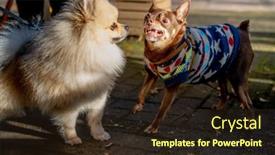  Presentation with dog - Beautiful presentation design featuring aggressive-chihuahua-dog-growling backdrop and a wine colored foreground