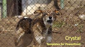  Presentation with dog - Amazing theme having aggressive dog behind a fence backdrop and a tawny brown colored foreground