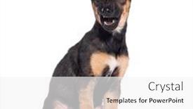  Presentation with dog - PPT theme enhanced with aggressive-dog-growling-and-showing background and a white colored foreground