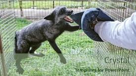  Presentation with fox - Slide set featuring aggressive-fox-attacks-human-hand background and a mint green colored foreground