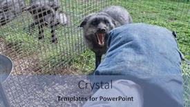  Presentation with fox - Audience pleasing slide deck consisting of aggressive-fox-attacks-human-hand backdrop and a teal colored foreground