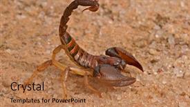  Presentation with south africa - Cool new presentation design with aggressive scorpion opistophthalmus carinatus backdrop and a coral colored foreground