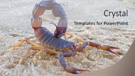  Presentation with kalahari - Theme featuring aggressive scorpion parabuthus spp kalahari background and a light gray colored foreground
