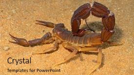  Presentation with kalahari - PPT theme consisting of aggressive scorpion parabuthus spp kalahari background and a yellow colored foreground
