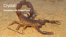  Presentation with kalahari - Slides enhanced with aggressive scorpion parabuthus spp kalahari background and a coral colored foreground
