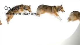  Presentation with sheepdog - Colorful presentation theme enhanced with agile - composition of a shetland sheepdog backdrop and a lemonade colored foreground