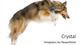  Presentation with sheepdog - Cool new PPT theme with agile - shetland sheepdog jumping in front backdrop and a white colored foreground