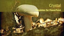  Presentation with aging - Slide deck featuring aging dried leaves and mushroom photography background and a tawny brown colored foreground