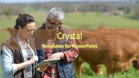  Presentation with gestion de stock - Colorful PPT theme enhanced with aging place - couple of stock breeders using backdrop and a tawny brown colored foreground