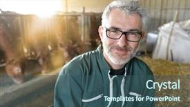  Presentation with funny cow on cow farm - Audience pleasing PPT theme consisting of aging place - smiling farmer standing in cow backdrop and a ocean colored foreground