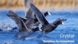  Presentation with spring - Audience pleasing presentation design consisting of agitated-coots-on-the-lake backdrop and a teal colored foreground