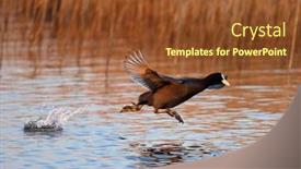  Presentation with spring - Presentation theme featuring agitated-coots-on-the-lake background and a tawny brown colored foreground