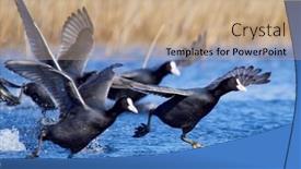  Presentation with spring - Beautiful presentation theme featuring agitated-coots-on-the-lake backdrop and a coral colored foreground