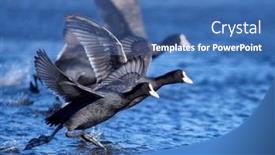  Presentation with spring - Presentation with agitated-coots-on-the-lake background and a ocean colored foreground