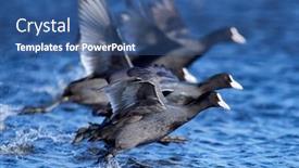  Presentation with spring - Theme consisting of agitated-coots-on-the-lake background and a ocean colored foreground