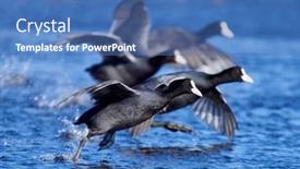  Presentation with spring - Cool new PPT theme with agitated-coots-on-the-lake backdrop and a teal colored foreground