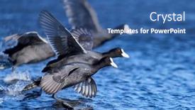  Presentation with spring - Beautiful theme featuring agitated-coots-on-the-lake backdrop and a ocean colored foreground