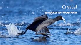  Presentation with spring - Presentation theme with agitated-coots-on-the-lake background and a teal colored foreground