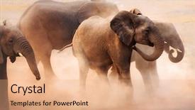  Presentation with dust - Beautiful theme featuring agitated elephants creating a lot backdrop and a coral colored foreground