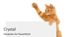  Presentation with kitten - PPT layouts with agitation - kitten agitator holding blank banner background and a white colored foreground