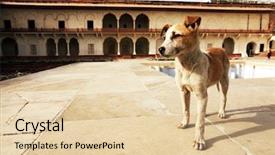  Presentation with agra - Colorful slide set enhanced with agra red fort unesco world backdrop and a lemonade colored foreground
