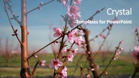 Presentation with beautiful spring flowers - PPT layouts consisting of agraculture - peach or nectarine trees background and a  colored foreground