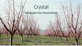  Presentation with flat peach tree - Theme enhanced with agraculture - peach or nectarine trees background and a  colored foreground