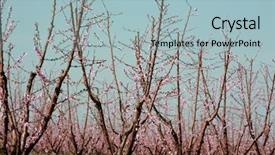  Presentation with beautiful spring flowers - Amazing PPT layouts having agraculture - peach or nectarine trees backdrop and a light blue colored foreground
