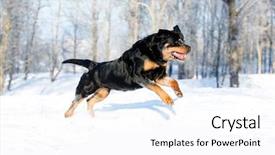  Presentation with snow - Colorful slides enhanced with agression - rottweiler plays in the snow backdrop and a white colored foreground