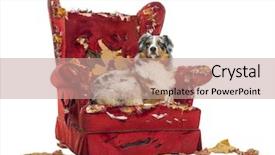  Presentation with australian - Colorful presentation theme enhanced with agressive behavior - australian shepherd lying proudly backdrop and a coral colored foreground