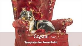  Presentation with australian aboriginal - Presentation design enhanced with agressive behavior - australian shepherd lying background and a tawny brown colored foreground