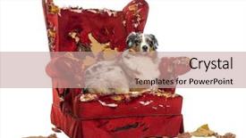  Presentation with australian aboriginal - Amazing presentation theme having agressive behavior - australian shepherd lying backdrop and a coral colored foreground