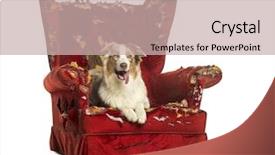  Presentation with australian - Slide set enhanced with agressive behavior - australian shepherd puppy 10 months background and a soft green colored foreground