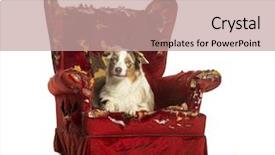  Presentation with behavior - Presentation consisting of agressive behavior - australian shepherd puppy 10 months background and a coral colored foreground