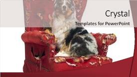  Presentation with australian - Presentation theme featuring agressive behavior - australian shepherd sitting background and a soft green colored foreground