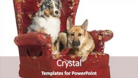  Presentation with poodle - Cool new PPT theme with agressive behavior - german and australian shepherd backdrop and a tawny brown colored foreground