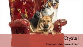  Presentation with german shepherd two young puppys - Cool new PPT layouts with agressive behavior - german and australian shepherd backdrop and a red colored foreground