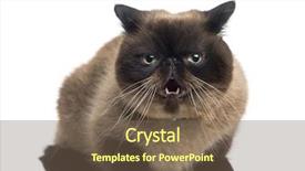  Presentation with persian - Presentation theme with agressive persian 2 years old background and a violet colored foreground