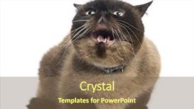  Presentation with persian - Cool new presentation theme with agressive persian 2 years old backdrop and a violet colored foreground