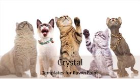  Presentation with cats - PPT theme consisting of agressivity - five adorable cats look up background and a coral colored foreground